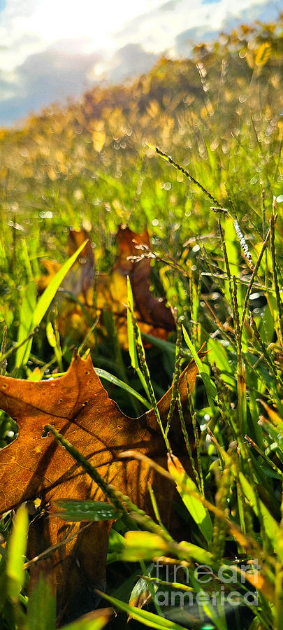 Golden Photograph by Shelly Crutchley | Fine Art America