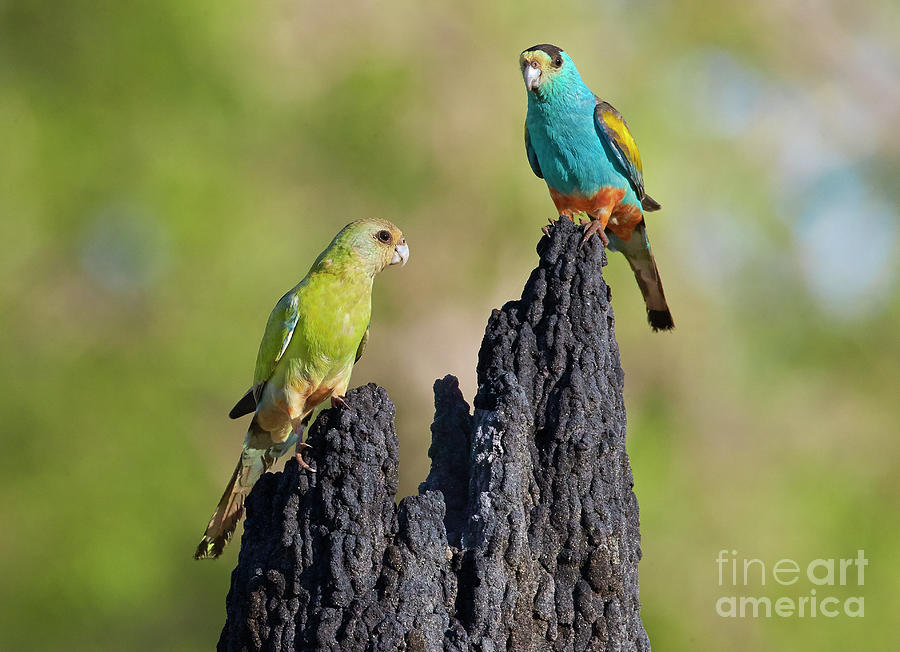 Golden Shouldered Parrots Photograph by Martin Willis
