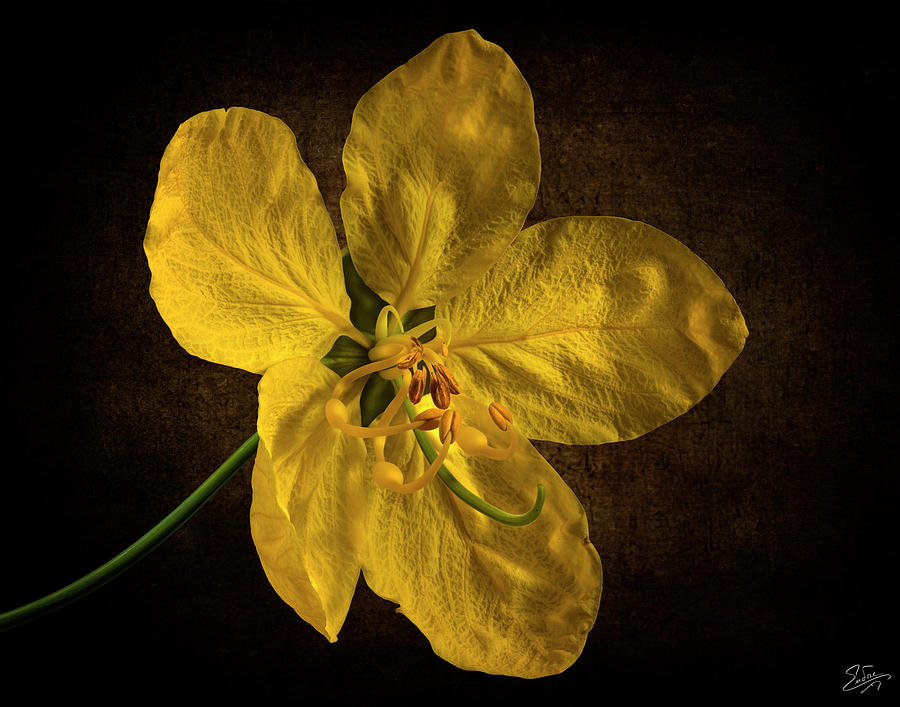 Golden Shower Flower 2 Photograph by Endre Balogh