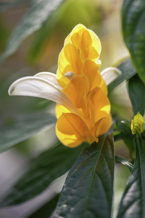 Flower Photograph - Golden Shrimp Plant 1 by Jenny Rainbow