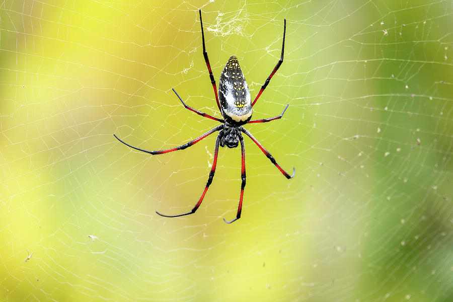 Golden Silk Orb-Weaver, Trichonephila - Nephila inaurata ...