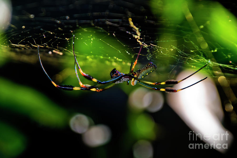 Golden Silk Spider Aerial Show Photograph by Al Bourassa