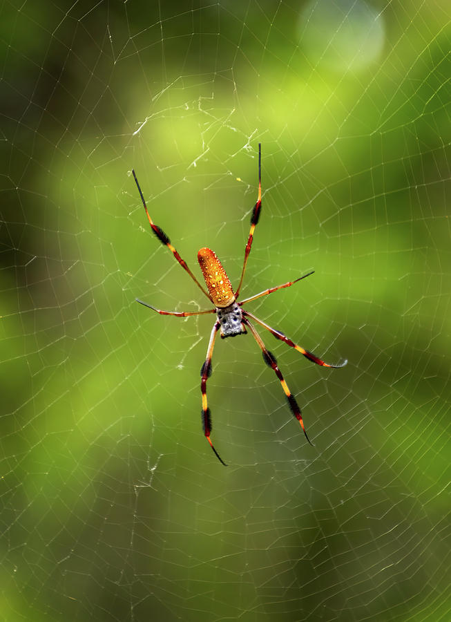 Golden Silk Spider Photograph by Carolyn Derstine - Fine Art America