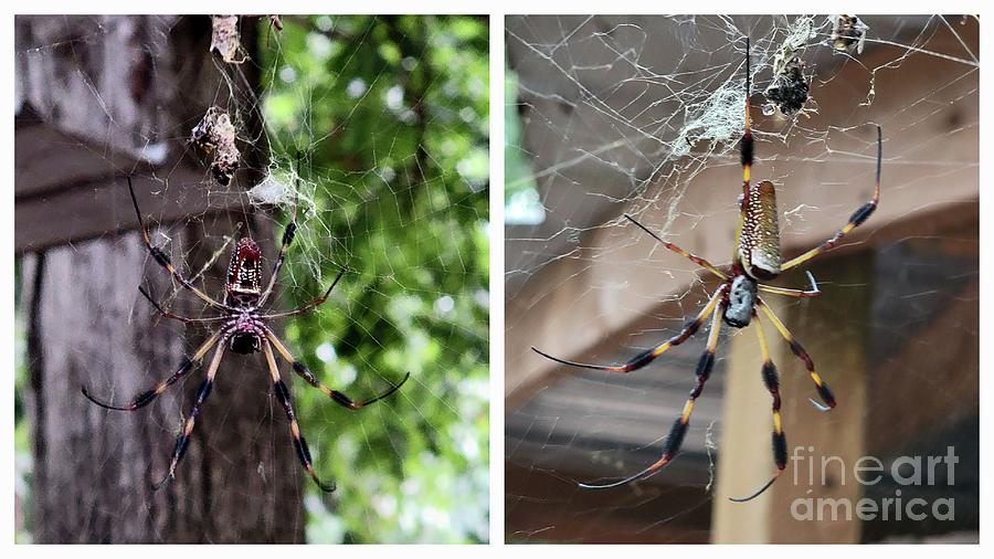 Spider Photograph - Golden Silk Spider Front And Back  by Donna Brown