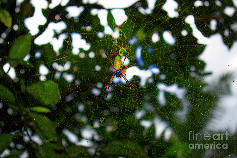 Golden Silk Spider In Andalucia III Photograph by Al Bourassa