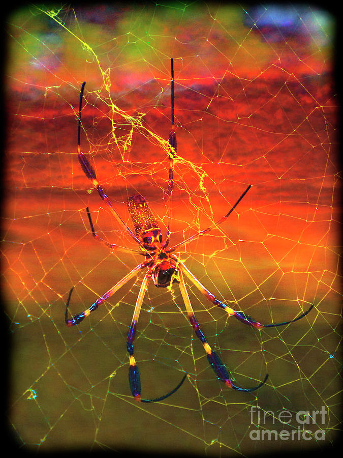 Golden Silk Spider in Campo Alegre, Colombia Photograph by Al Bourassa