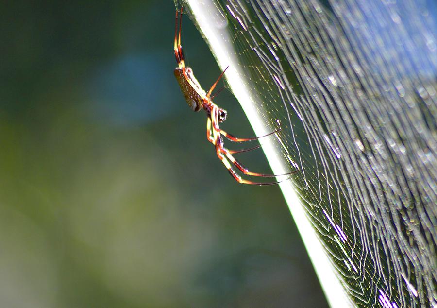 Golden Silk Spider on the Side Photograph by Warren Thompson