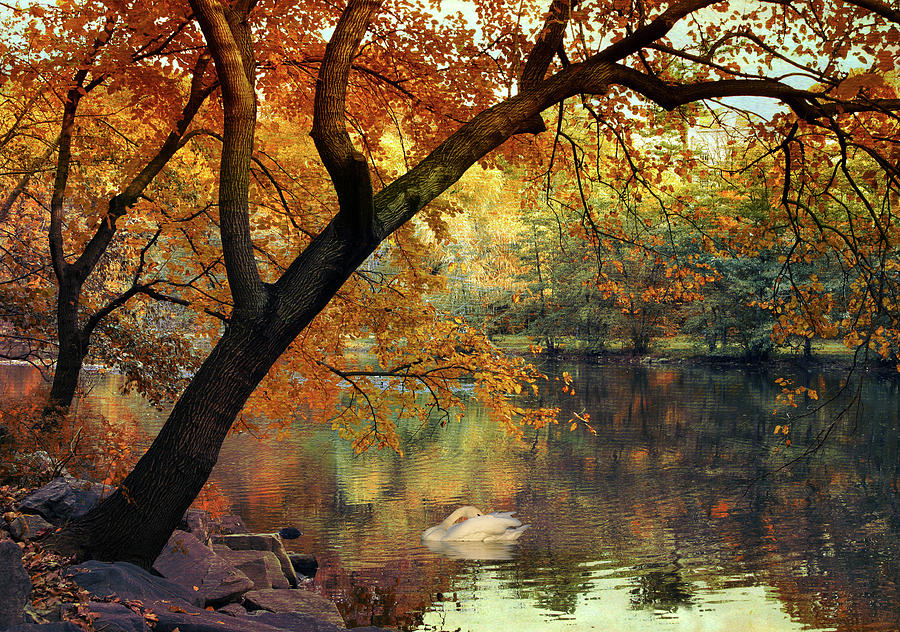 Fall Photograph - Golden Slumber Swan by Jessica Jenney