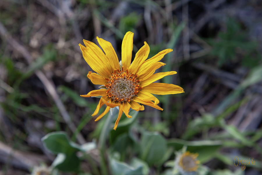 Golden Spring Balsamroot Flower in The Methow Valley Art by Omashte Photograph by Omaste Witkowski