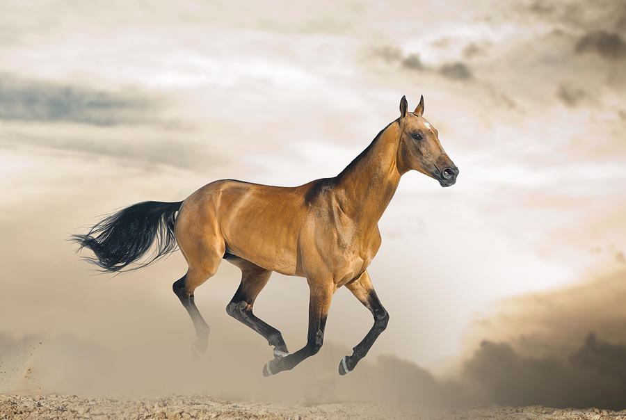 Golden stallion Photograph by Photographs by Maria itina