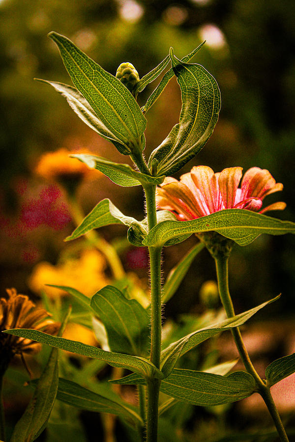 Golden Summer Flowers Photograph by W Craig Photography