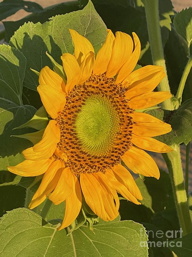 Golden Summer Sunflower Photograph