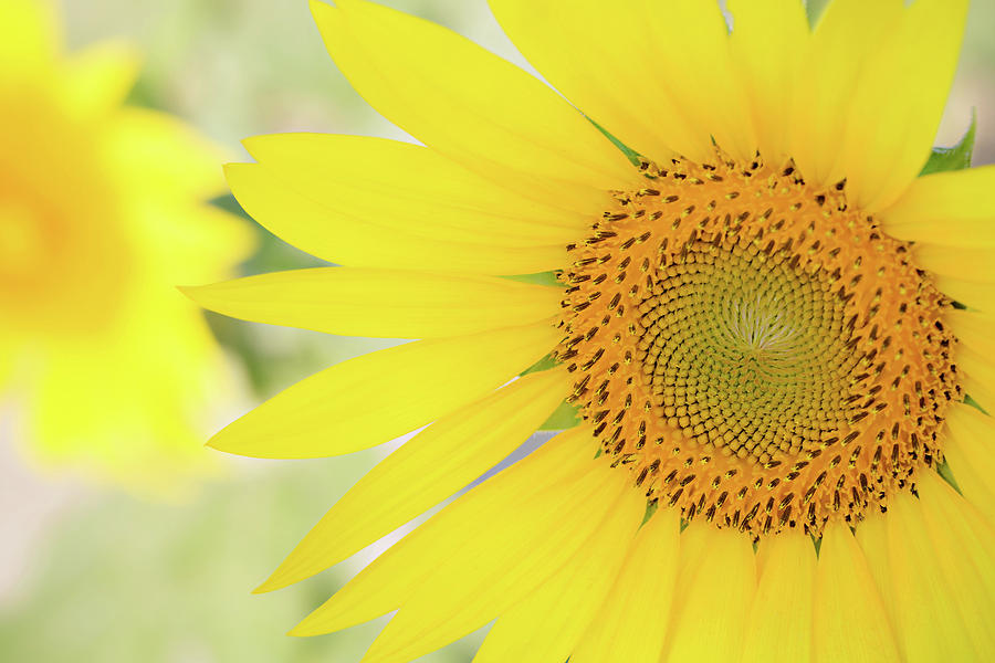 Golden Sunflower Photograph by Carolyn Ann Ryan