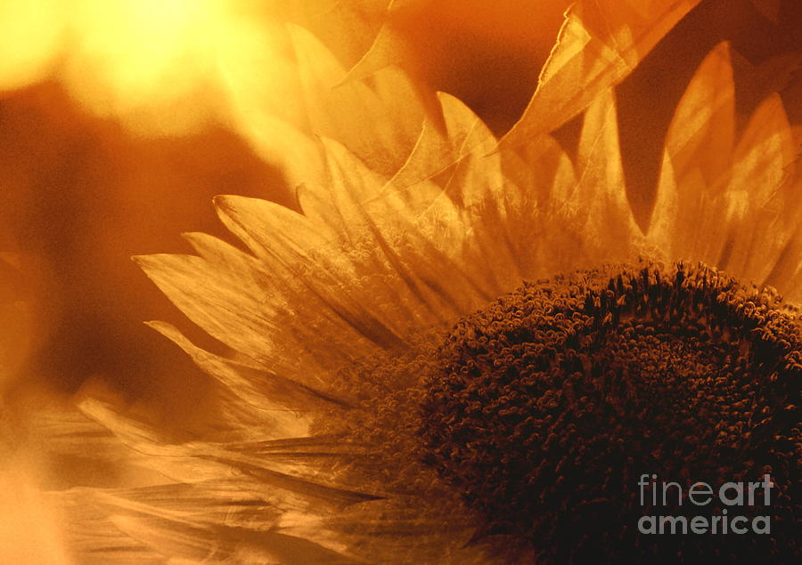 Golden Sunflower Dreams Photograph by Sea Change Vibes