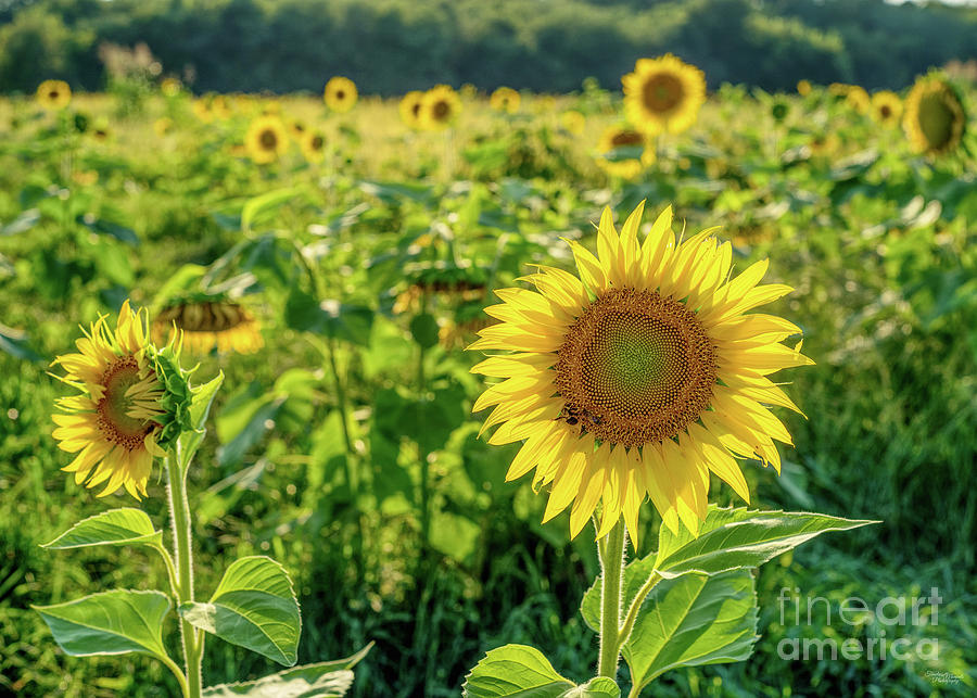 Golden Sunflower Field Photograph by Jennifer White
