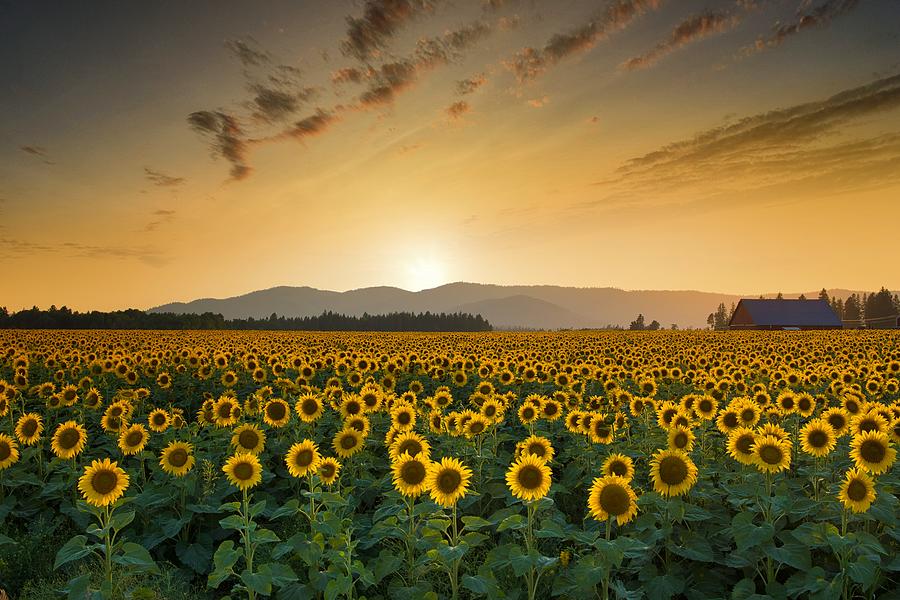 Golden sunflower field Photograph by Lynn Hopwood