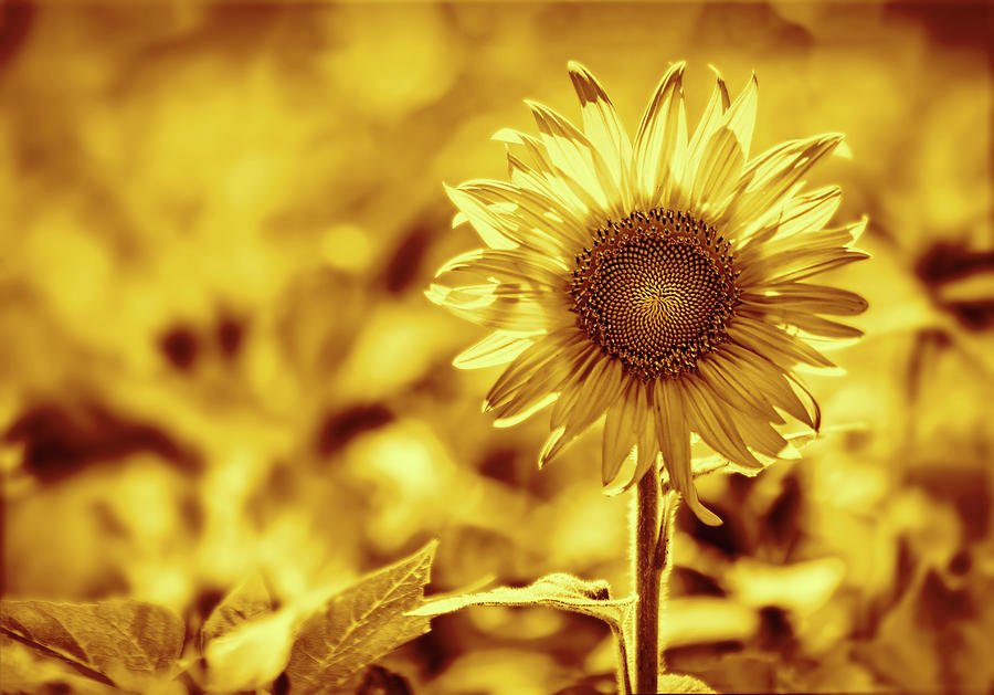 Golden Sunflower Photograph by Francis Sullivan