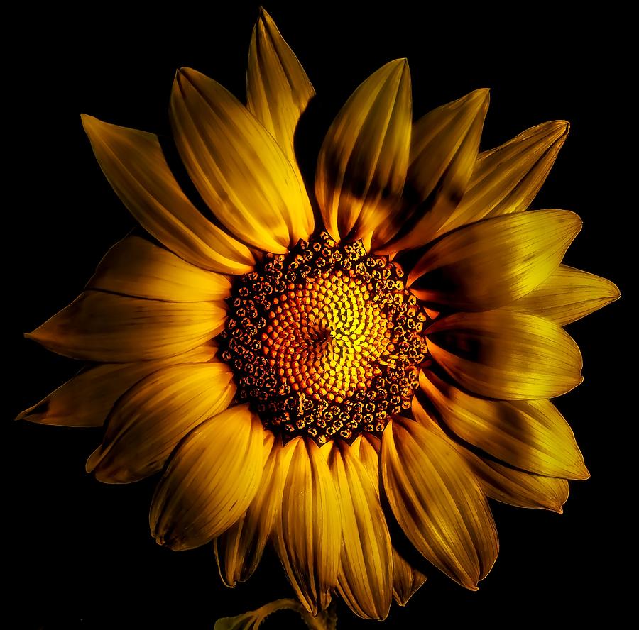 Golden Sunflower Photograph by Gena Herro