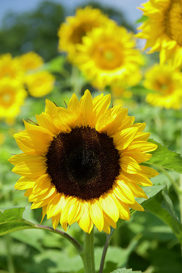 Golden Sunflower Photograph by Paula Robidoux - Fine Art America