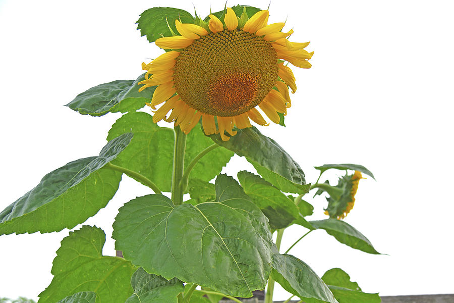 Golden Sunflower Photograph
