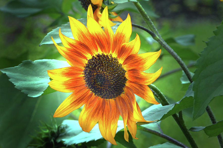 Golden Sunflower Photograph by Terence Davis