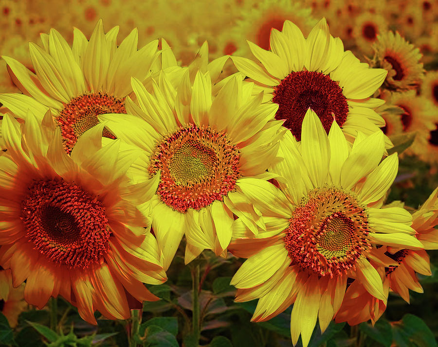 Golden Sunflowers Photograph by George Harth
