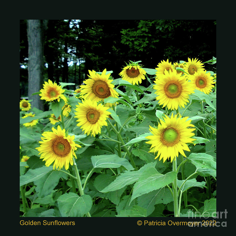 Golden Sunflowers Photograph by Patricia Overmoyer
