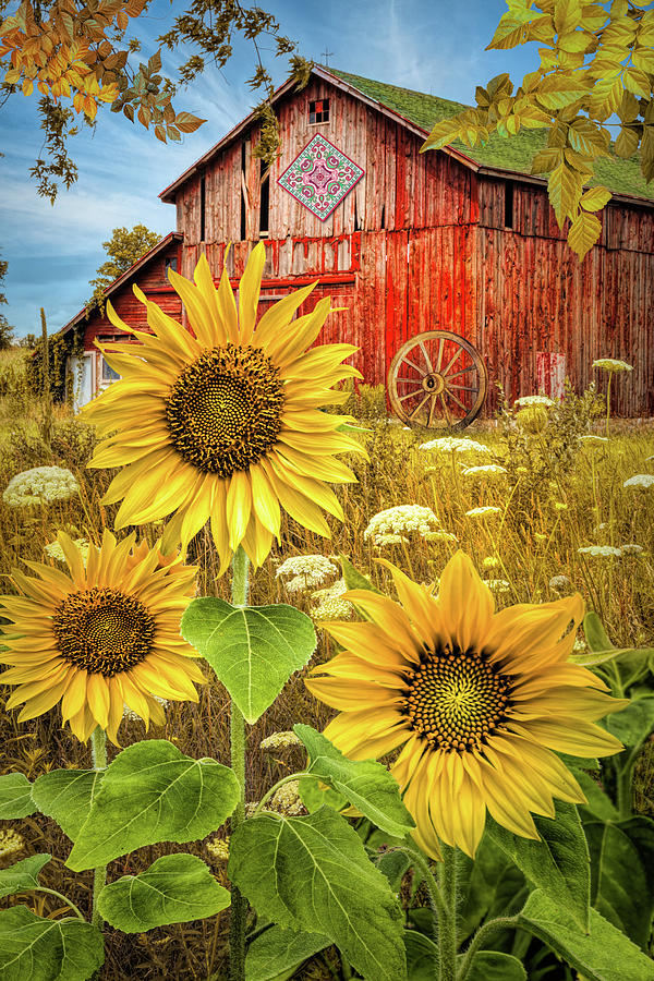 Golden Sunflowers Red Barn Photograph by Debra and Dave Vanderlaan