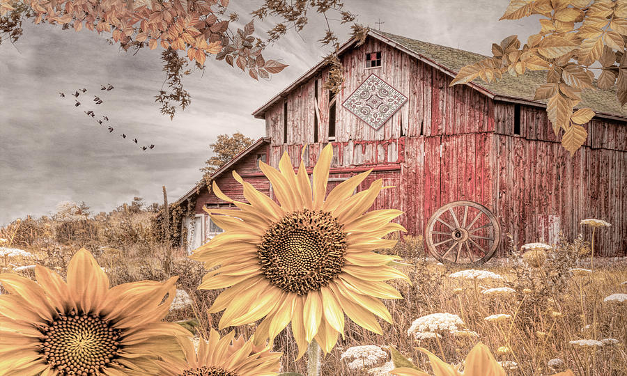 Golden Sunflowers Red Barnhouse II Photograph by Debra and Dave Vanderlaan