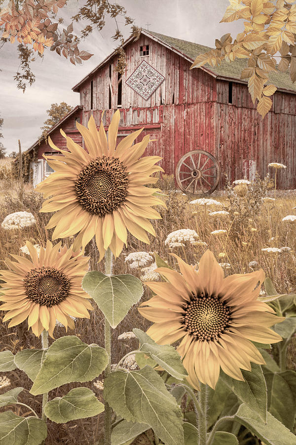 Golden Sunflowers Red Farmhouse Barn Photograph by Debra and Dave Vanderlaan
