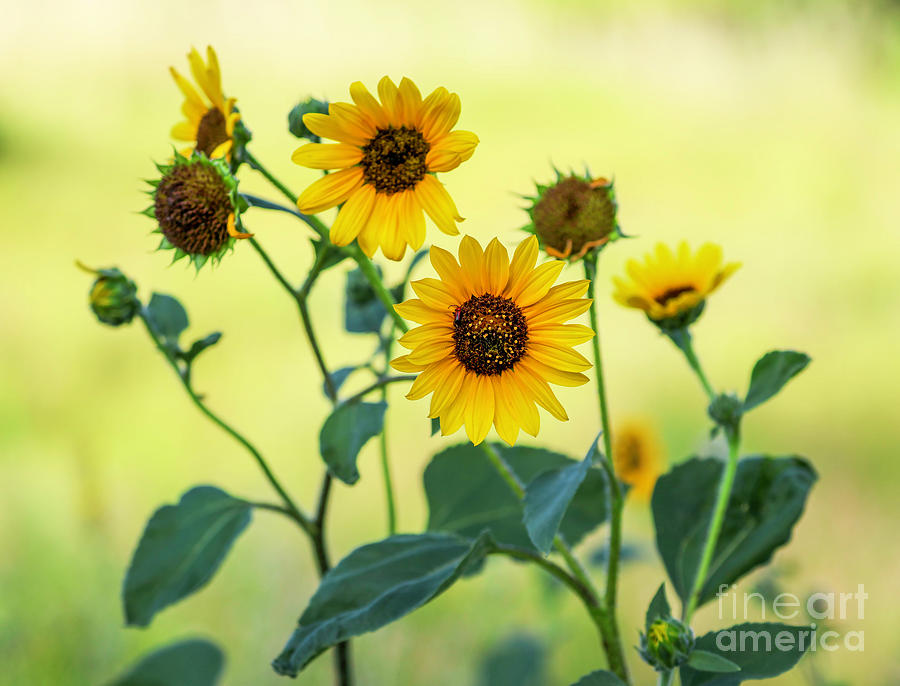 Golden Sunflowers Photograph by Shirley Dutchkowski