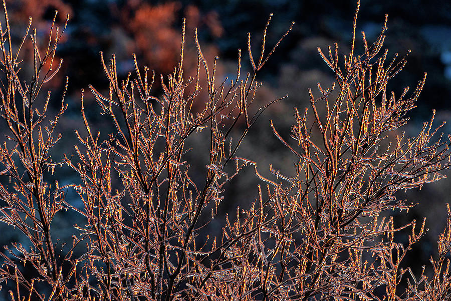 Golden Sunlit Icy Treetops Photograph