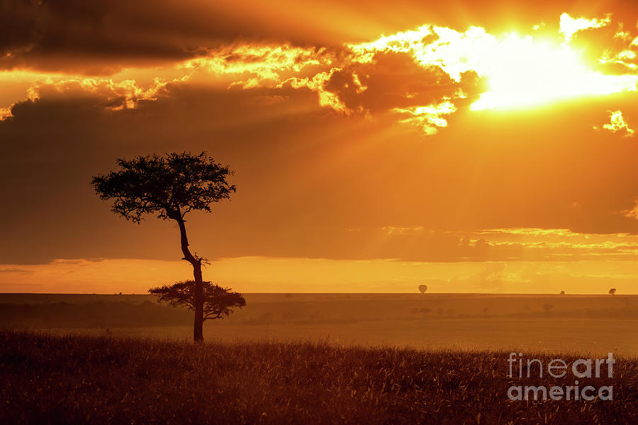 Golden sunrise in the Masai Mara, Kenya Photograph by Jane Rix