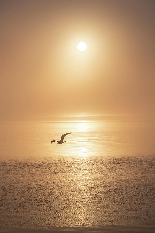 Sunrise Photograph - Golden Sunrise by Mary Hone