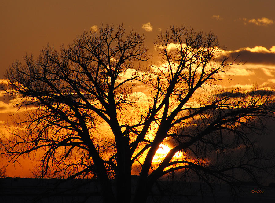 Golden Sunrise Photograph by Vallee Johnson
