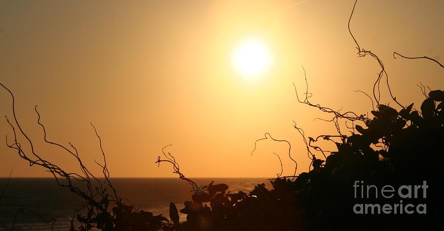 Golden Sunset and Beach Vines Long Photograph by Deborah A Andreas