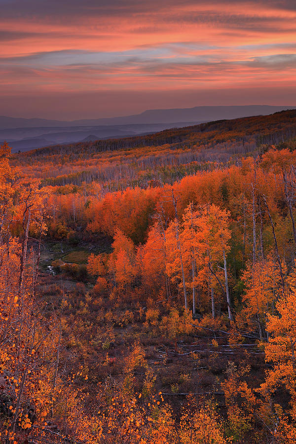 Golden sunset at Deer Creek in the Dixie National Forest in Utah Photograph by Jetson Nguyen