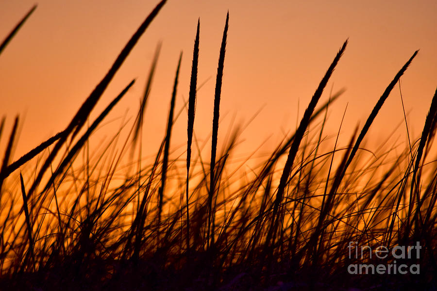 Golden Sunset Beach Grass Photograph by Debra Banks