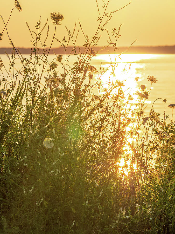 Golden Sunset Flowers Photograph by Rachel Morrison Golden Sunset Flowers Photograph by Rachel Morrison