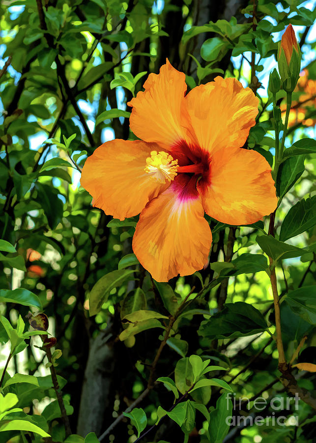 Golden Sunset Hibiscus Flower Photograph by Roslyn Wilkins