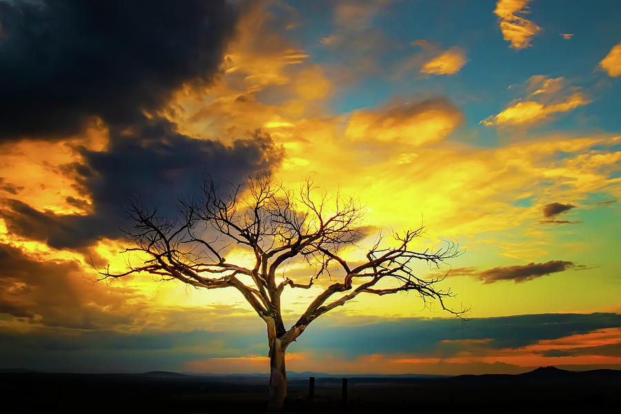 Golden Sunset with the Taos Welcome Tree Photograph by Elijah Rael