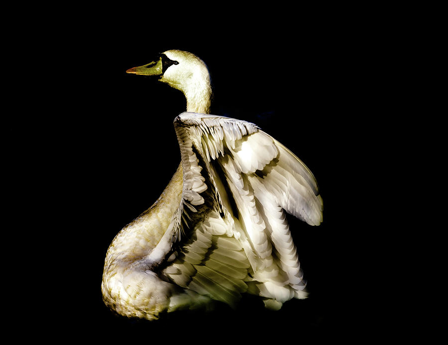 Golden Swan Photograph by MPhotographer