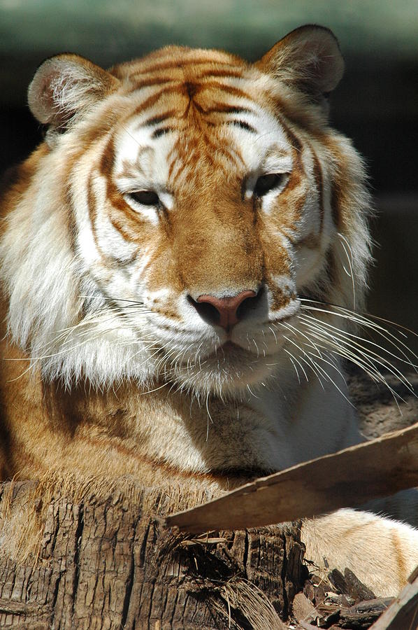 2011 Golden Tabby Tiger Photograph by Barbara Keith