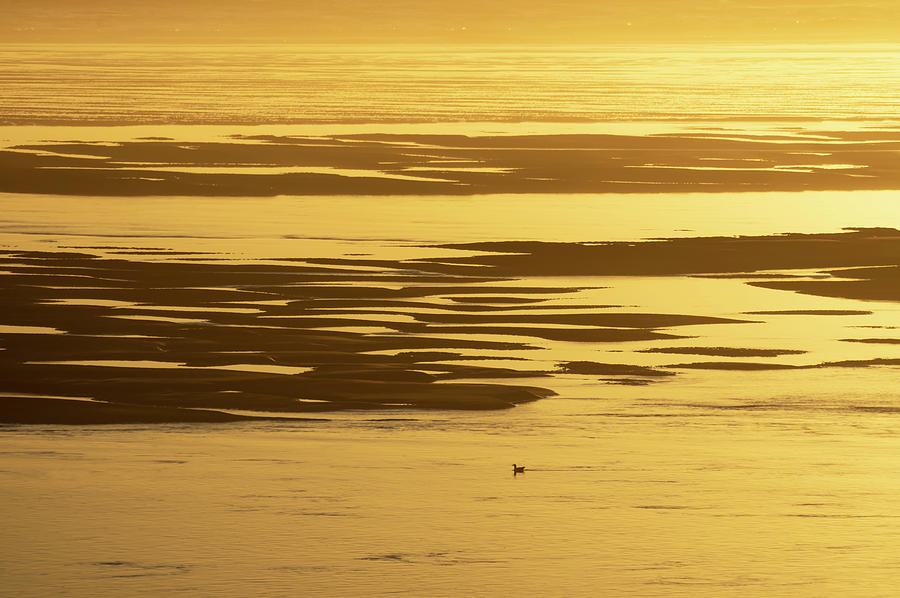 Golden Tide Photograph by Steven Clark