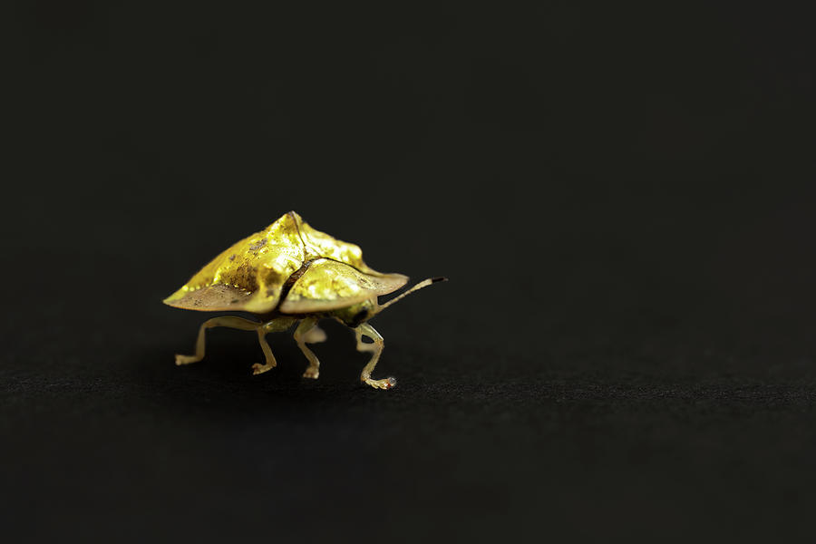 Golden tortoise beetle Photograph by Kiran Joshi