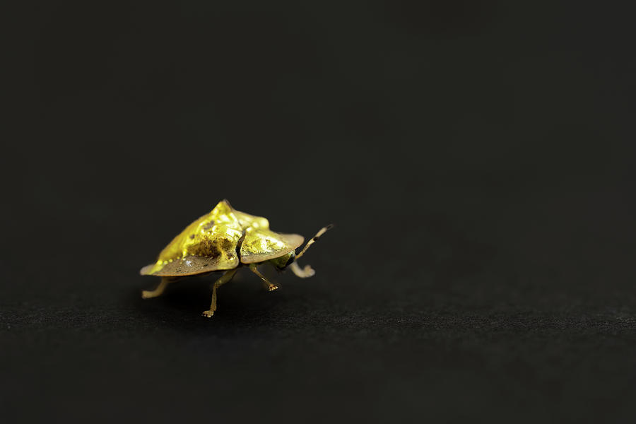 Golden tortoise beetles Photograph by Kiran Joshi