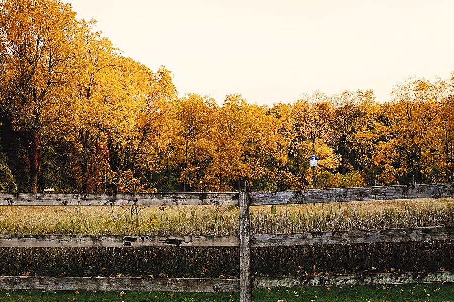 Golden Transition Rustic Fence Amidst a Canopy of Autumn Leaves Photograph by Travel Essayist Golden Transition Rustic Fence Amidst a Canopy of Autumn Leaves Photograph by Travel Essayist