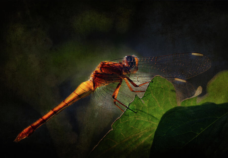 Australian Native Photograph - Golden Translucent Dragonfly by Siene Browne Australian Native Photograph - Golden Translucent Dragonfly by Siene Browne