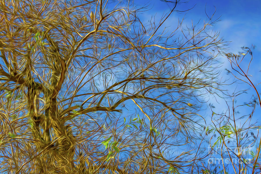 Golden Tree Branches Reach out to Blue Sky Photograph by Roslyn Wilkins