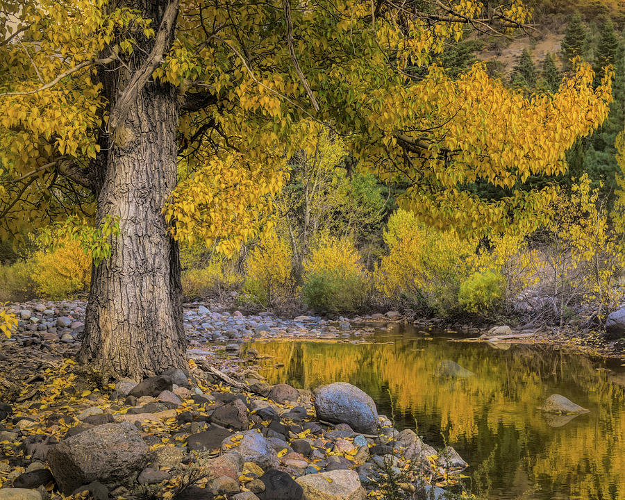 Golden tree by the creek Photograph by Alessandra RC